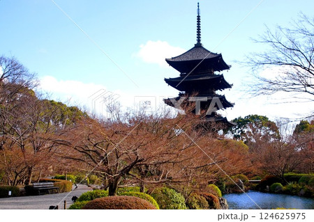 京都府 東寺・庭園 五重塔 京都市 南区 九条町 2022年2月 京都府 東寺・庭園 五重塔 京都市 南区 九条町 2022年2月 124625975