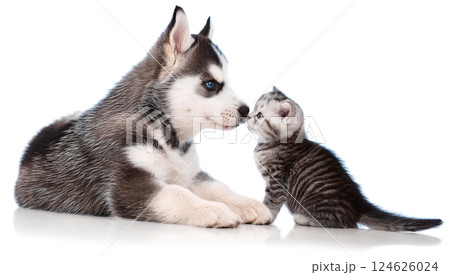 キスをしているかわいいシベリアン ハスキーの子犬と子猫 124626024
