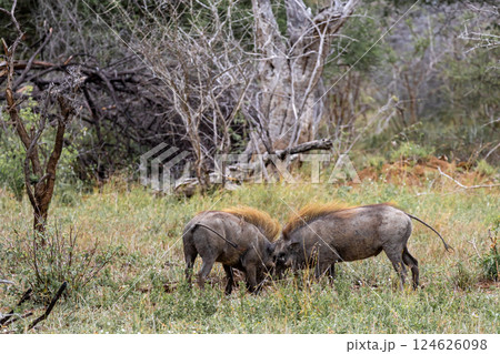 Two common warthogs are butting heads 124626098