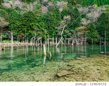 神秘的な水没林 124626118