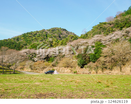キャンプ地の桜 124626119