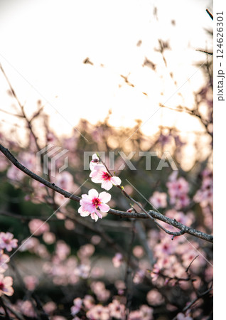 春の訪れ 124626301