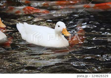 The white Duck is stay in nature garden 124626329