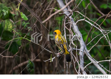 The yellow bird on Build nest from dry stick hay in nature 124626332