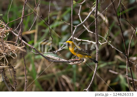 The yellow bird on Build nest from dry stick hay in nature 124626333