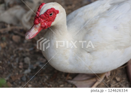 Close up head The white Duck is stay in dry garden 124626334