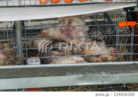 Close up of Isa brown hens on a poultry farm. Egg farm. Laying hens. Close up of Isa brown hens on a poultry farm. Egg farm. Laying hens. 124626389