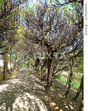 A sunny pathway winds through a tunnel of twisted trees casting intricate shadows on the ground. The image conveys a concept of serenity, solitude, and the beauty of natures natural patterns 124626404