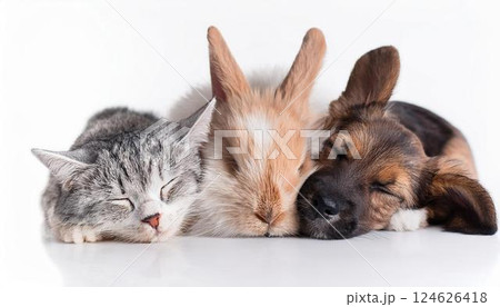 仲良く一緒に寝ている子犬と猫とうさぎ 仲良く一緒に寝ている子犬と猫とうさぎ 124626418