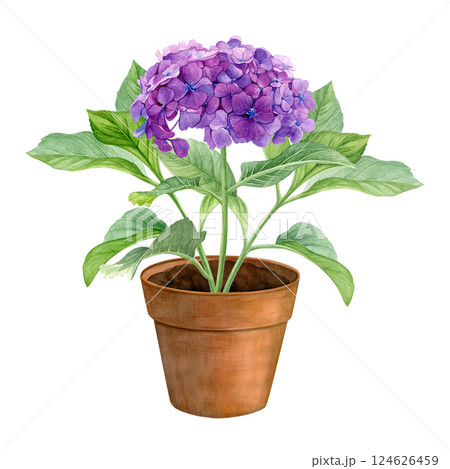 Watercolor hydrangea in a brown flower pot isolated on a white background. Good for postcards, invitations, greeting cards Watercolor hydrangea in a brown flower pot isolated on a white background. Good for postcards, invitations, greeting cards 124626459