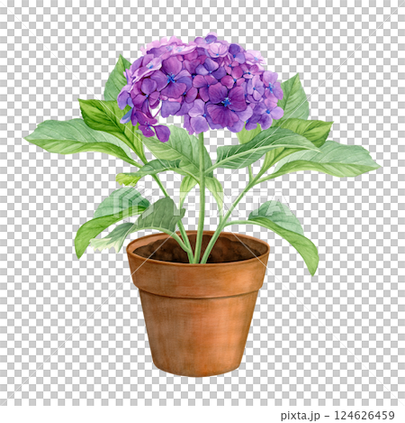 Watercolor hydrangea in a brown flower pot isolated on a white background. Good for postcards, invitations, greeting cards Watercolor hydrangea in a brown flower pot isolated on a white background. Good for postcards, invitations, greeting cards 124626459