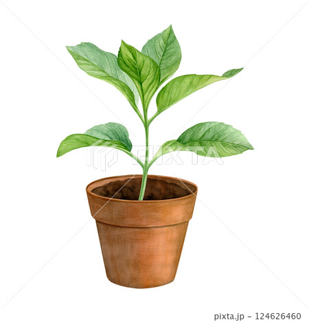 Watercolor plant in a brown flower pot isolated on a white background. Good for postcards, invitations, greeting cards Watercolor plant in a brown flower pot isolated on a white background. Good for postcards, invitations, greeting cards 124626460