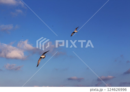 A seagull flies in the blue sky with white clouds A seagull flies in the blue sky with white clouds 124626996