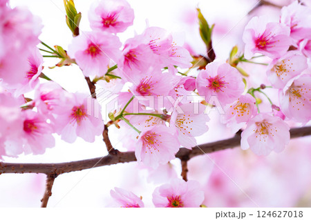 開花したばかりの桜 124627018