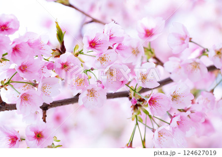 開花したばかりの桜 124627019