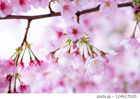 開花したばかりの桜 開花したばかりの桜 124627020