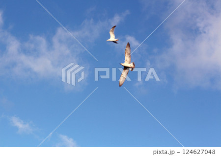 A seagull flies in the blue sky with white clouds 124627048