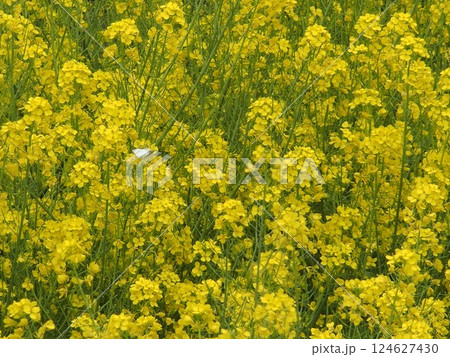 春の訪れを告げる菜の花 春の訪れを告げる菜の花 124627430