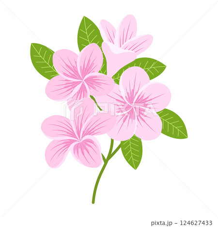 plumeria flowers isolated plumeria flowers isolated 124627433