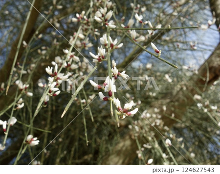 シロバナエニシダの花 シロバナエニシダの花 124627543