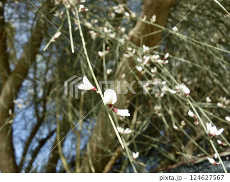 シロバナエニシダの花 124627567