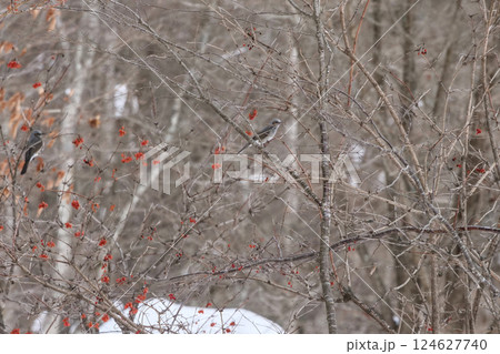 春めいてきた岩手県やぶかわの雑木林でヒヨドリの夫婦がナナカマドの実をついばむ 春めいてきた岩手県やぶかわの雑木林でヒヨドリの夫婦がナナカマドの実をついばむ 124627740