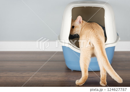 Domestic cat entering litter box. Domestic cat entering litter box. 124627787