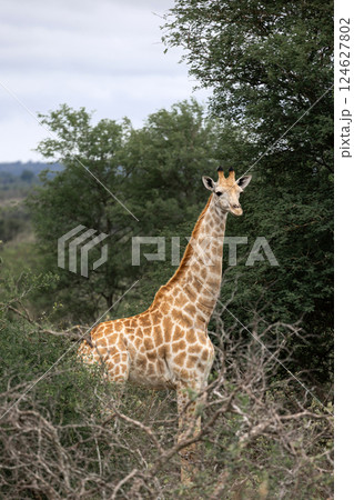 Giraffe in forest, South Africa 124627802