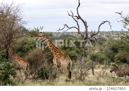 Two giraffes and a zebra walk on the African savannah 124627803