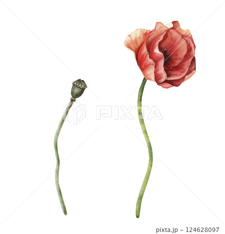 Red poppy flower and poppy box. Set of illustrations isolated on white background. Botanical handcrafted art . Element of design for decor or greetings cards. High quality illustration 124628097