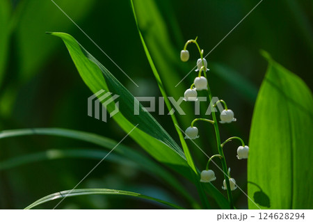 Blooming lily of the valley flowers in a forest. Spring flowers Blooming lily of the valley flowers in a forest. Spring flowers 124628294