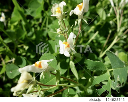 野生のウンランの花 124628343