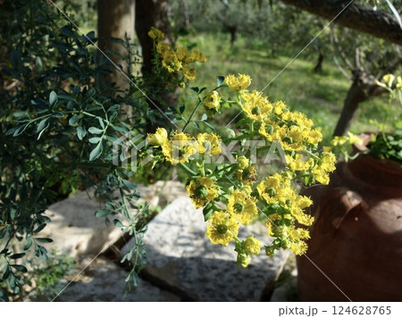 ヘンルーダの花 124628765