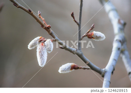 Blooming branches of a willow tree - fluffy cats Blooming branches of a willow tree - fluffy cats 124628915