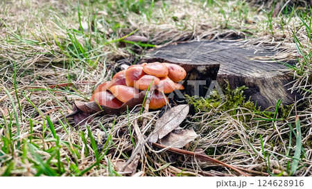brown smooth spring mushrooms in the grass in the garden in the countryside brown smooth spring mushrooms in the grass in the garden in the countryside 124628916