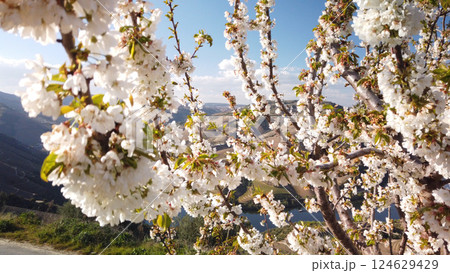 Almond tree blooming 124629429