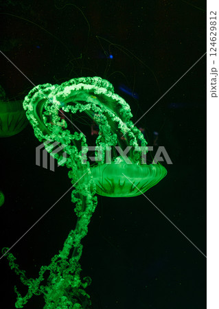 underwater photos of jellyfish chrysaora plocamia south america sea nettle 124629812