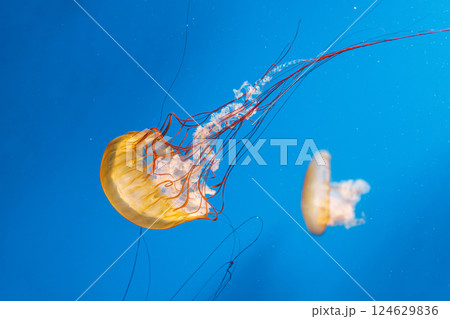 underwater photography jellyfish Chrysaora fuscescens, Pacific sea nettle, West Coast sea nettle underwater photography jellyfish Chrysaora fuscescens, Pacific sea nettle, West Coast sea nettle 124629836