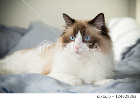 big fluffy cat lying on bed, ragdoll breed big fluffy cat lying on bed, ragdoll breed 124629862