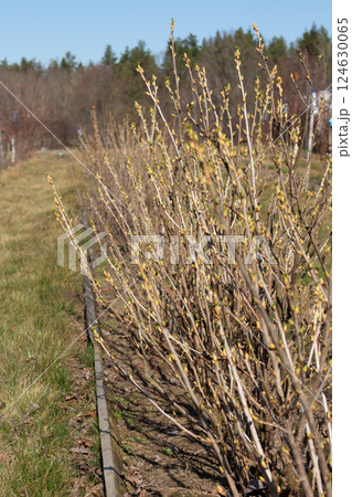Currant bushes planted in a row in the garden in spring 124630065