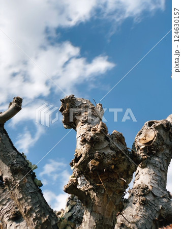 tree with sky and clouds in the background. tree with sky and clouds in the background. 124630157