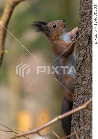 Portrait of wild red squirrel on tree trunk. 124630303