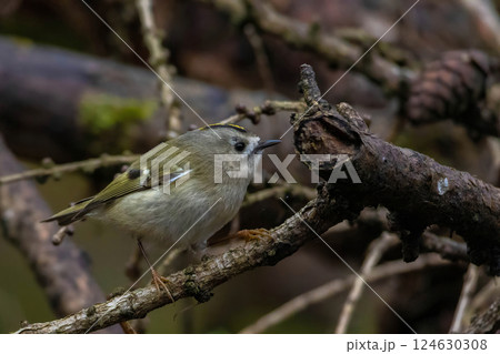 Golden-crowned Kinglet in natural habitat Golden-crowned Kinglet in natural habitat 124630308