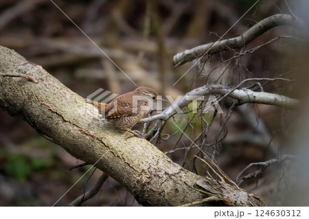 Beautiful nature scene with Eurasian Wren Beautiful nature scene with Eurasian Wren 124630312
