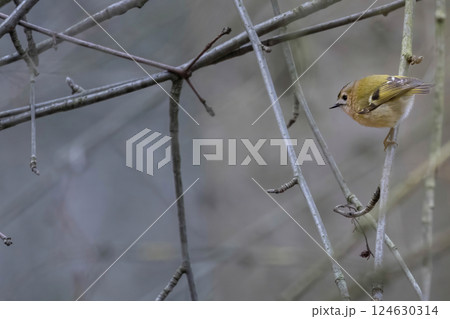 goldcrest (Regulus regulus) a very small passerine bird 124630314