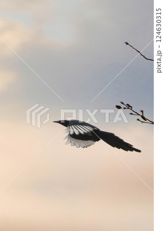 Eurasian Magpie (Pica pica) Flying on sunset Eurasian Magpie (Pica pica) Flying on sunset 124630315