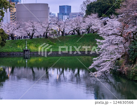 千鳥ヶ淵の桜と都会の融合 千鳥ヶ淵の桜と都会の融合 124630566