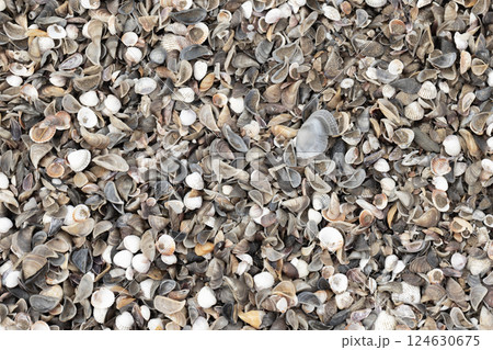 An artistic close-up view of a diverse collection of colorful seashells An artistic close-up view of a diverse collection of colorful seashells 124630675