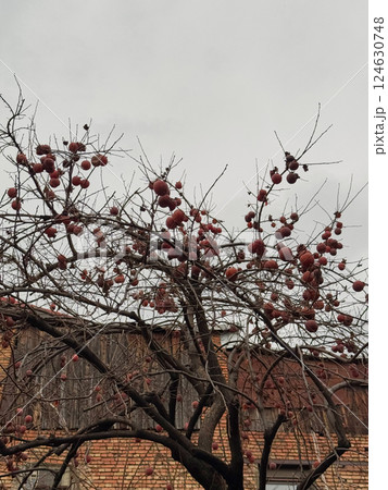 Persimmon Tree with Ripened Fruit Against Rustic Barn Persimmon Tree with Ripened Fruit Against Rustic Barn 124630748