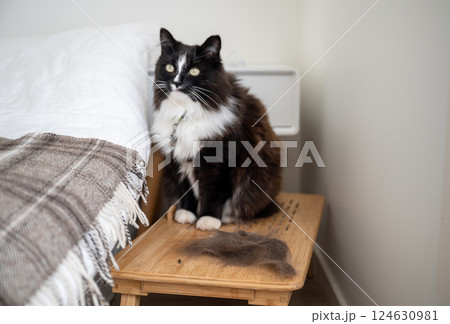 Cute black and white cat and pet's hair on floor 124630981
